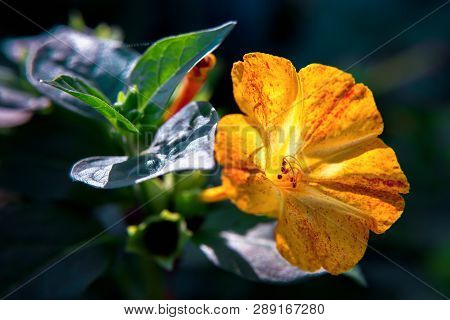 Beautiful Decorative And Healing Diuretic Mirabilis  Flower Close-up