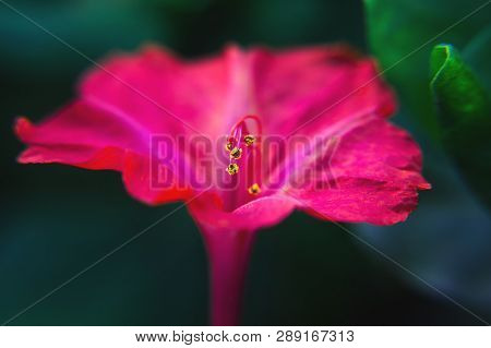 Beautiful Decorative And Healing Diuretic Mirabilis  Flower Close-up