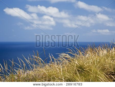 Seagrass su sfondo blu oceanico