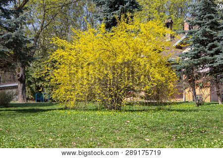Forsythia Bush In The Spring, The Golden Shrub Of Forsythia Grows Great In The City Park