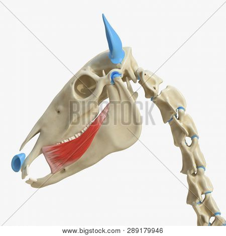 3d rendered medically accurate illustration of the equine muscle anatomy - Buccinator