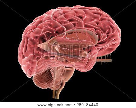 3d rendered medically accurate illustration of a human brain