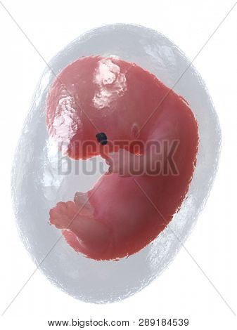 3d rendered medically accurate illustration of a human fetus - week 8