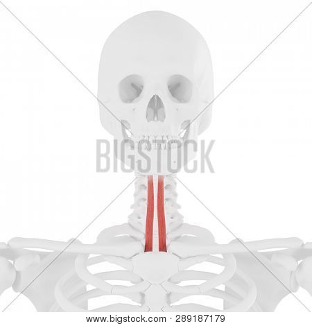 3d rendered medically accurate illustration of the Sternohyoid