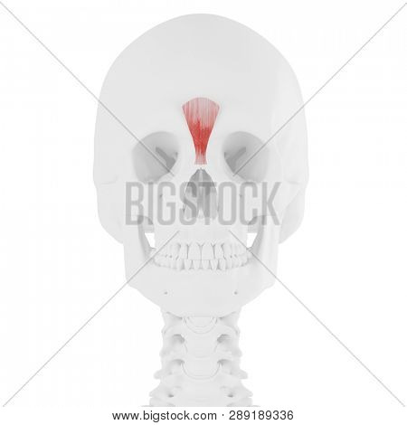 3d rendered medically accurate illustration of the Procerus