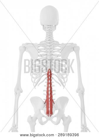 3d rendered medically accurate illustration of the Multifidus