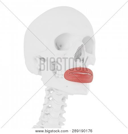 3d rendered medically accurate illustration of the Orbicularis Oris