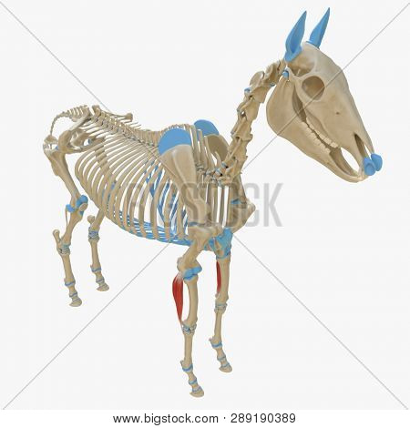 3d rendered medically accurate illustration of the equine muscle anatomy - Lateral Ulnar Muscle