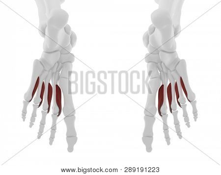 3d rendered medically accurate illustration of the Plantar Interosseous