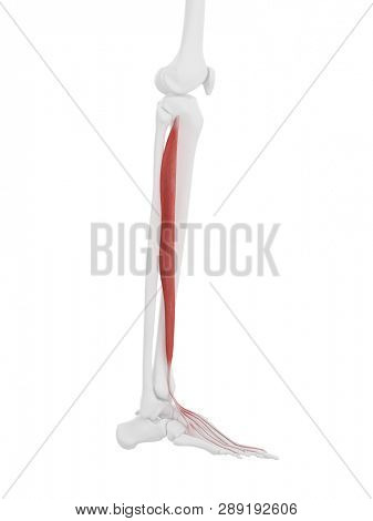 3d rendered medically accurate illustration of the Extensor Digitorum Longus