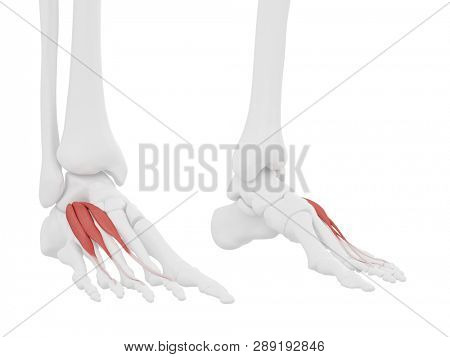 3d rendered medically accurate illustration of the Extensor Digitorum Brevis