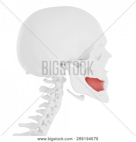 3d rendered medically accurate illustration of the Buccinator