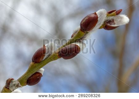 Budding. Fluffy Buds. A Twig In The Spring. White Buds On A Twig. Spring Buds. The Approach Of Sprin
