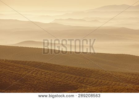 Olive Tree Fields In Andalusia. Spanish Agricultural Harvest Landscape. Jaen