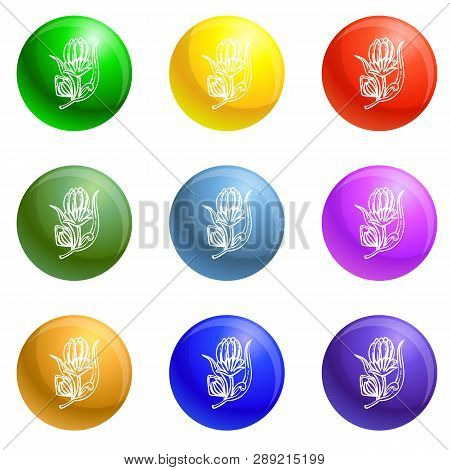 Medicine Calendula Icons 9 Color Set Isolated On White Background For Any Web Design