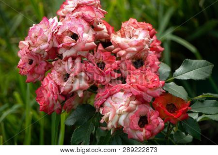 Peony Tree Peony In The Park Red Gerbera Fresh