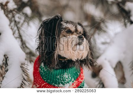 Mixbreed Little Dog Sits In The Winter Forest