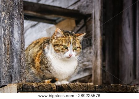 Cute Cat Doing Observation. While Standing Around