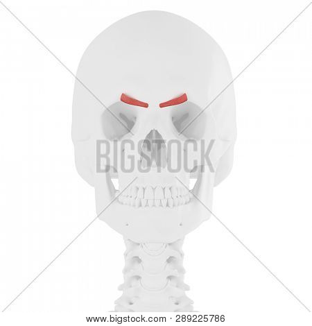 3d rendered medically accurate illustration of the Corrugator Supercili