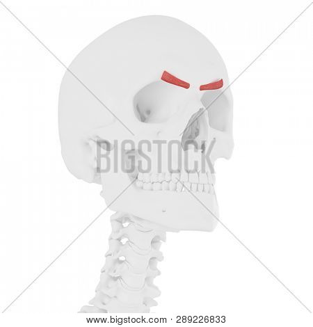 3d rendered medically accurate illustration of the Corrugator Supercili