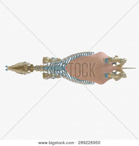 3d rendered medically accurate illustration of the equine muscle anatomy - Obliquus Externus Abdominis