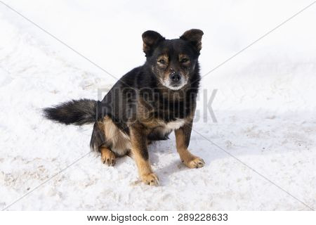 A Very Little Puppy Is Running Happily With Floppy Ears Trough A Garden With Green Grass. It Almost 