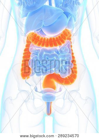 3d rendered medically accurate illustration of the colon