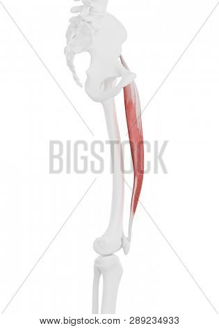 3d rendered medically accurate illustration of the Rectus Femoris