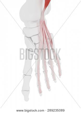 3d rendered medically accurate illustration of the Extensor Digitorum Longus