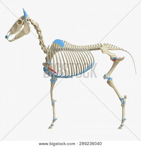 3d rendered medically accurate illustration of the equine muscle anatomy - Rectus Thoracis
