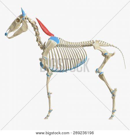 3d rendered medically accurate illustration of the equine muscle anatomy - Rhomboideus Cervicis