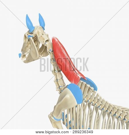 3d rendered medically accurate illustration of the equine muscle anatomy - Rhomboideus Cervicis