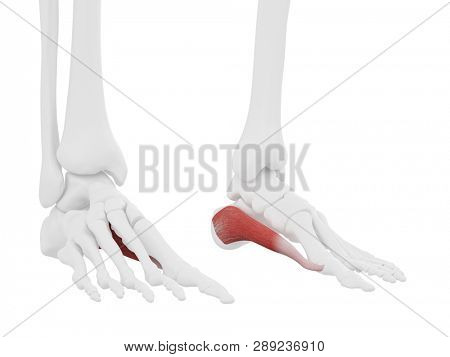 3d rendered medically accurate illustration of the Abductus Hallucis