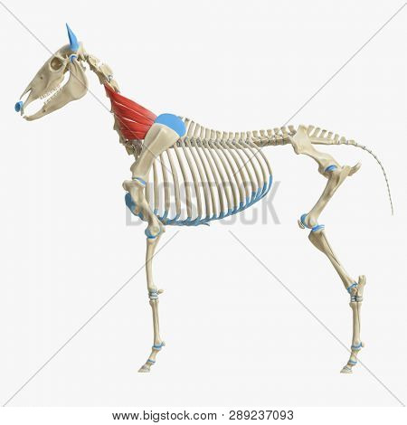 3d rendered medically accurate illustration of the equine muscle anatomy - Serratus Ventralis