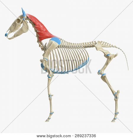 3d rendered medically accurate illustration of the equine muscle anatomy - Splenius