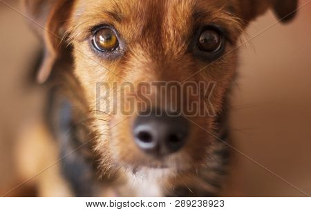 Eye Contact With Cute Dog - Close Up