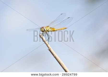 Sympetrum fonscolombii kuollut oksa sininen taustaan