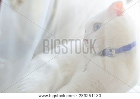 White cute cat 