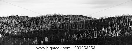 Devasted Forest In Caues Of Bark Beetle Infestation. Sumava National Park And Bavarian Forest, Czech