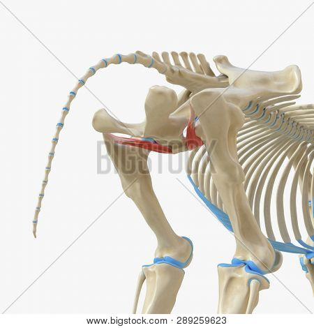 3d rendered medically accurate illustration of the equine muscle anatomy - Obturator Externus