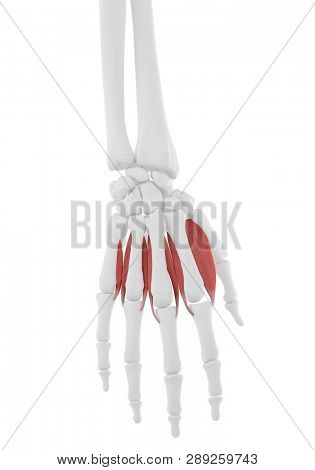 3d rendered medically accurate illustration of the Dorsal Interosseous