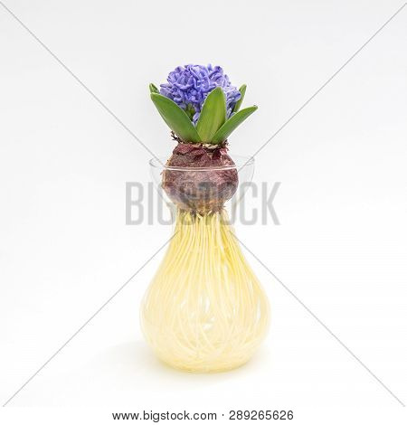 Young Hyacinth Bulb In Transparent Glass Vase And Purple Flowers Isolated On White Background. Prepa