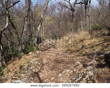 Path Leading To The Top Of The Mount Rachet In The Chartreuse Mountain