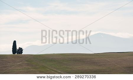 Panorama With A Cypress And In The Distance Mount Amiata. Tuscany Italy
