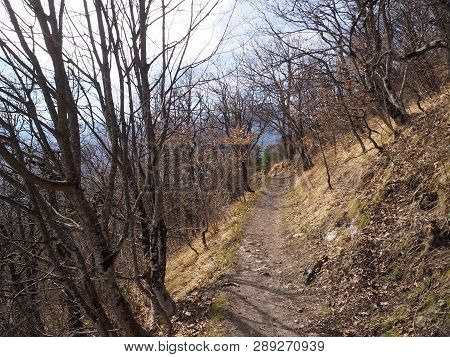 Path Leading To The Top Of The Mount Rachet In The Chartreuse Mountain