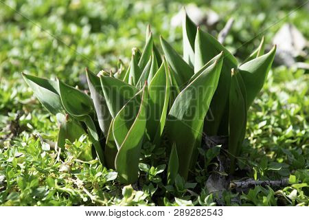 Tulip Leaves That Have Risen In The Garden In Early Spring On Bright Sunny Day Among The Grass