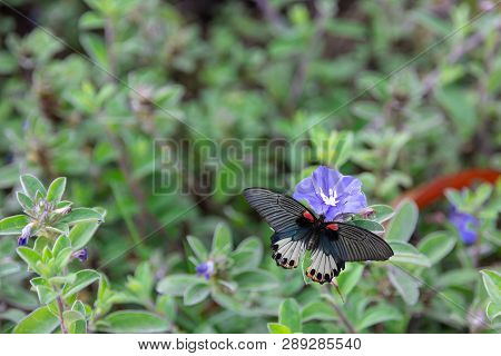 Old Papilio Machaon Butterfly Or Swallowtail Butterfly On Purple Geranium Wallichianum Flower