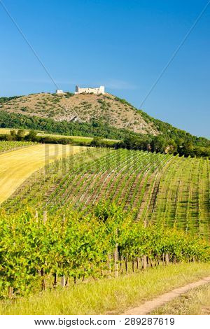 vineyards, castle Devicky, Palava, Moravia region, Czech Republic
