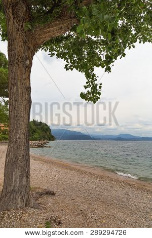 Coast Of Lake Garda, Big Italian Freshwater Lake. The Green Tree On Stone Beach And The Beautiful Mo