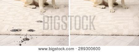 Dog Sitting With Muddy Paw Prints On Carpet. Before And After Cleaning